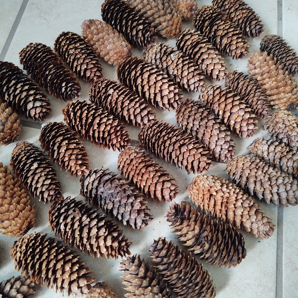 Spruce Pine Cones Fall Holiday Decor - Picture 5 of 5